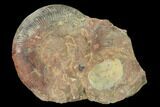 Toarcian Ammonite (Grammoceras) Fossil - France #152699-1